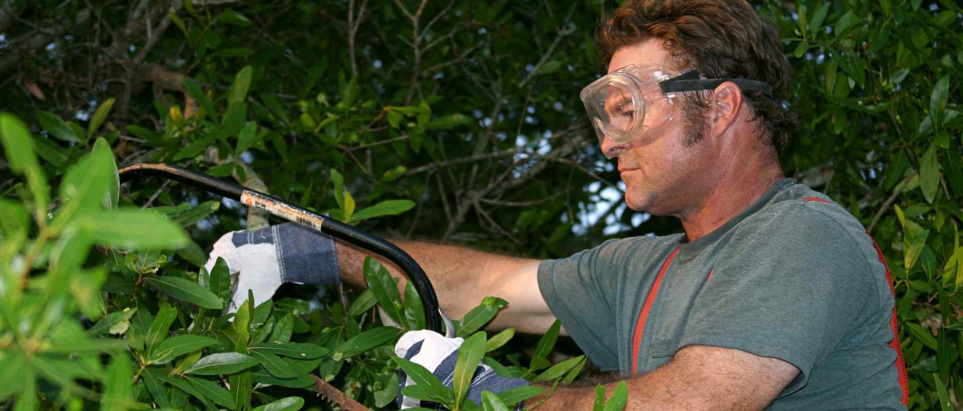 garden clearance N19